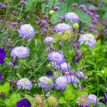 Sweet Scabious 'Blue Cockade'