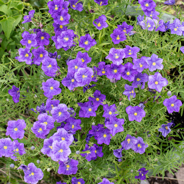 
    



Cupflower 'Purple Robe'
