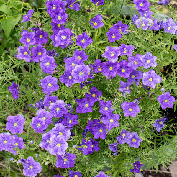 Cupflower 'Purple Robe' seeds - Nierembergia hippomanica