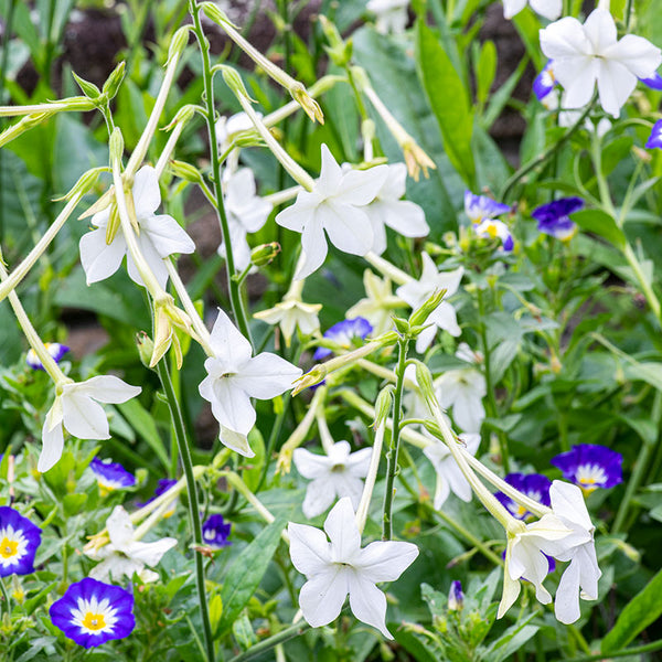 flowering tobacco nicotiana alata Jasmine Tobacco seeds