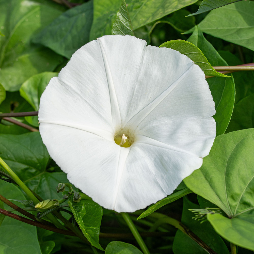 Morning Glory 'Pearly Gates'