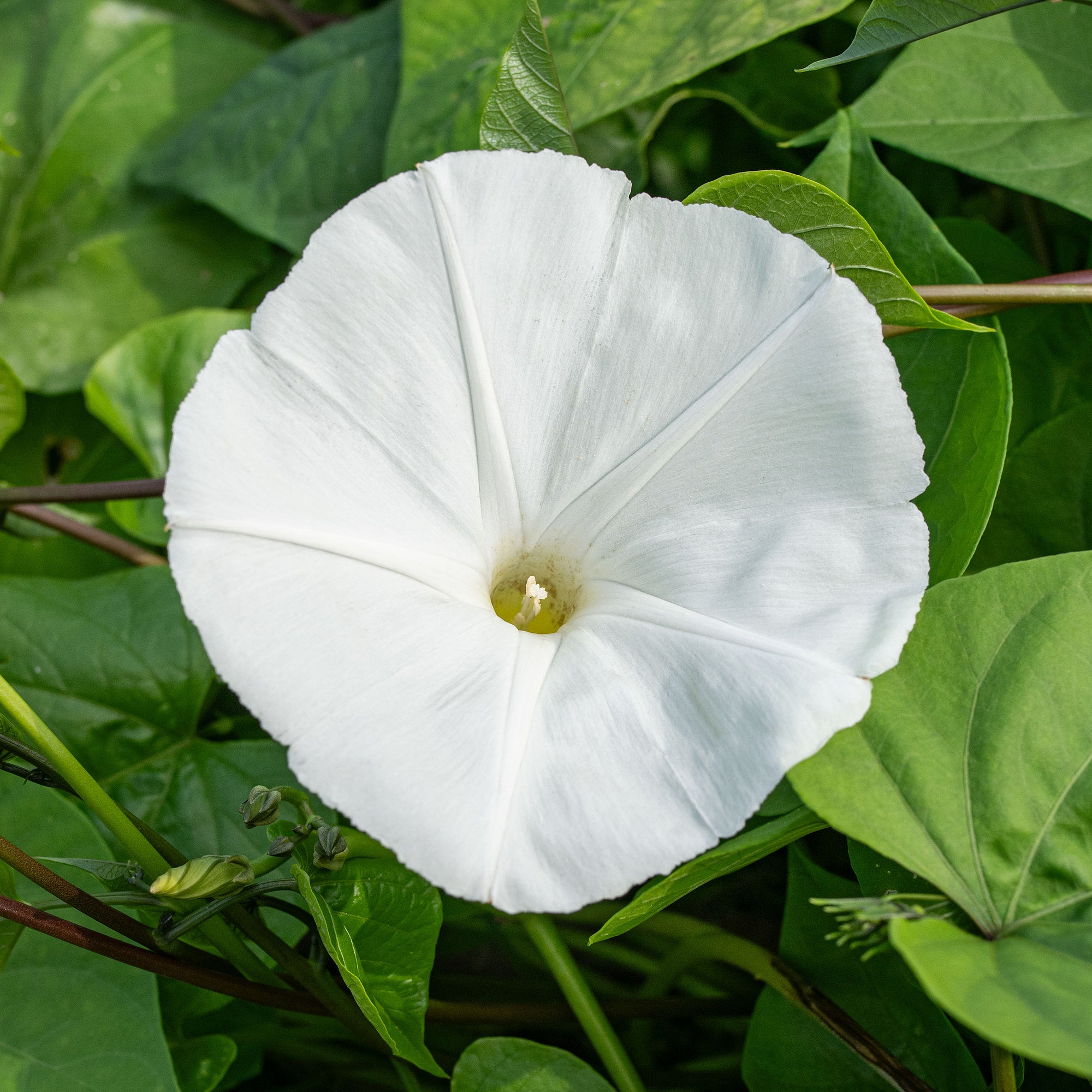morning glory seed spacing Morning Glory 'Pearly Gates'