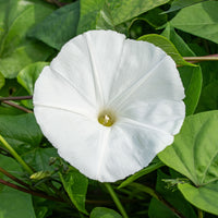 
    



Morning Glory 'Pearly Gates'
