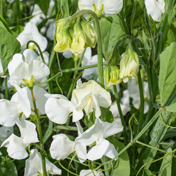 sweet pea succulent Sweet Pea 'Mrs. Collier' seeds
