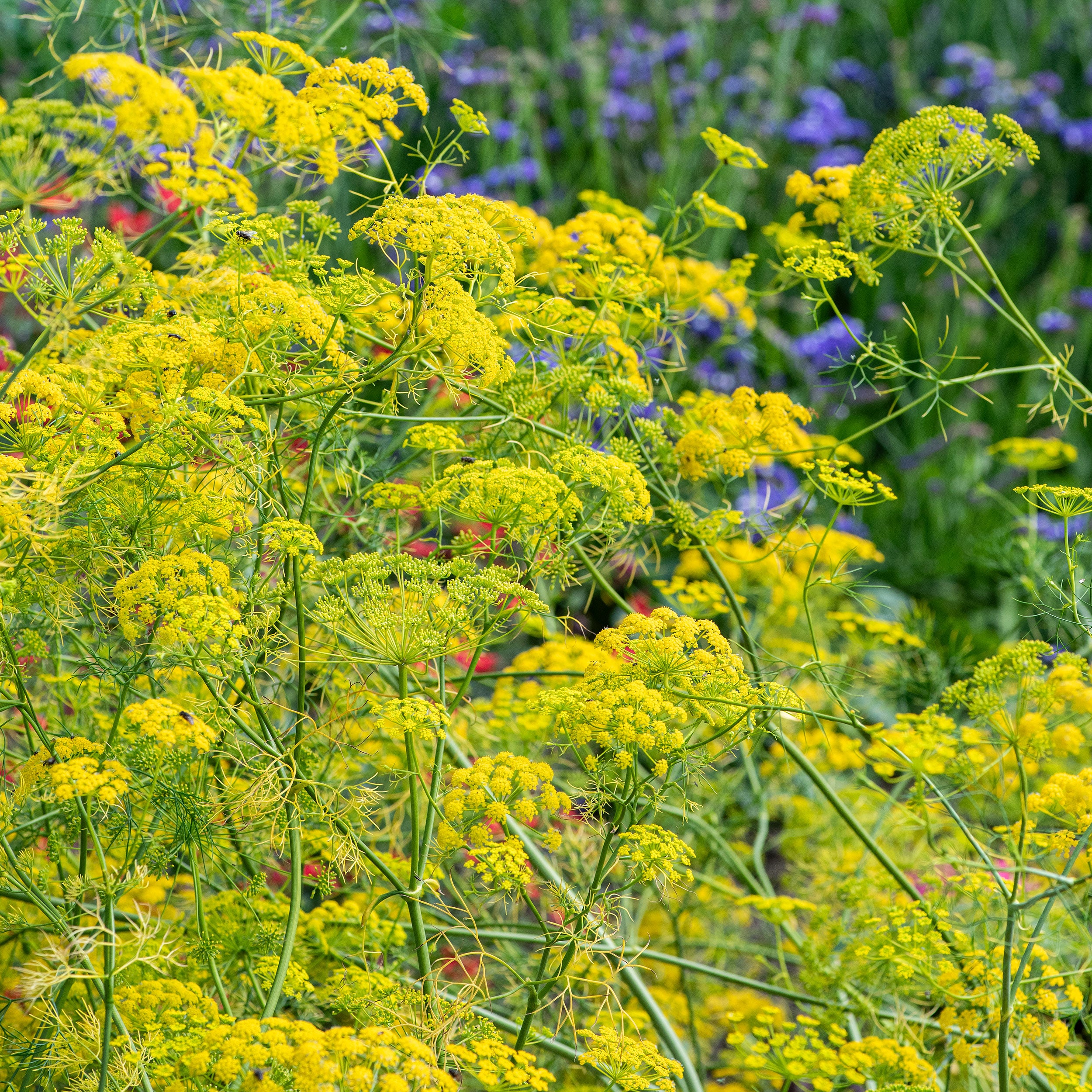 poisonous plant seeds for sale Ridolfia 'Goldspray'