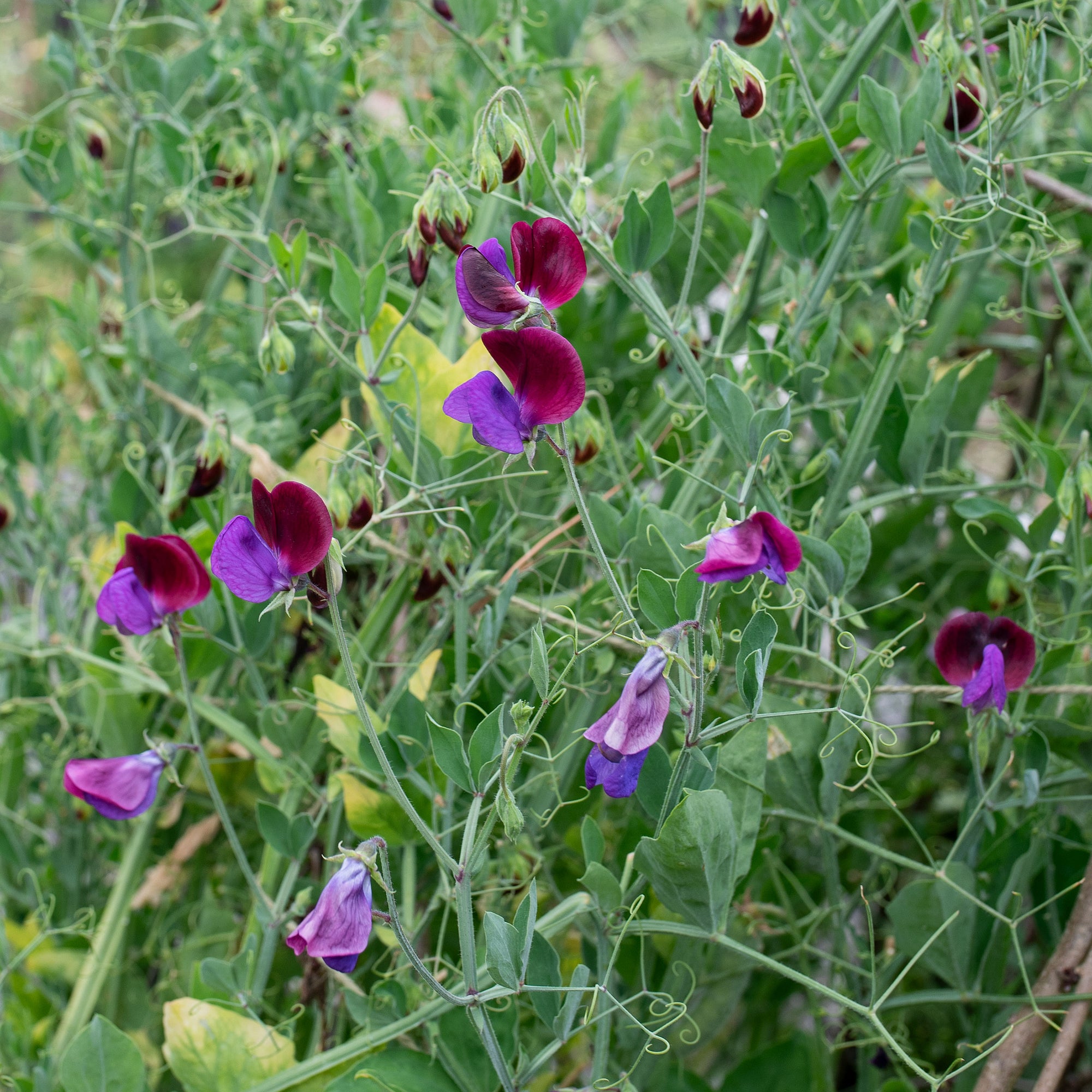 Sweet Pea 'Cupani's Original'