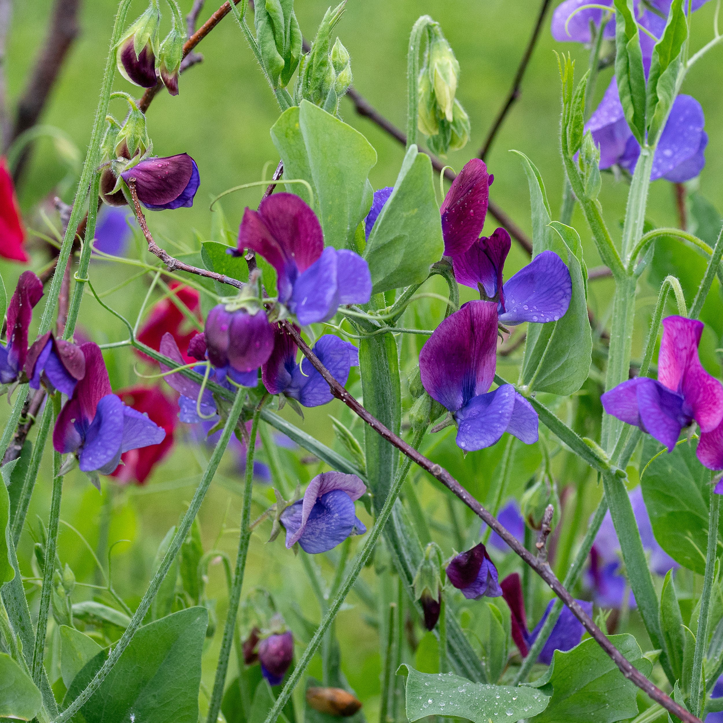 sweetpea flower seeds Sweet Pea 'Cupani's Original'