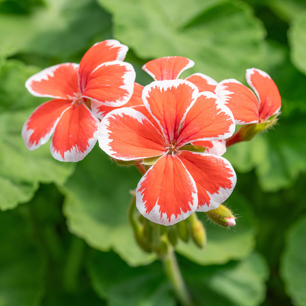 Geranium 'Mr. Wren' plants
