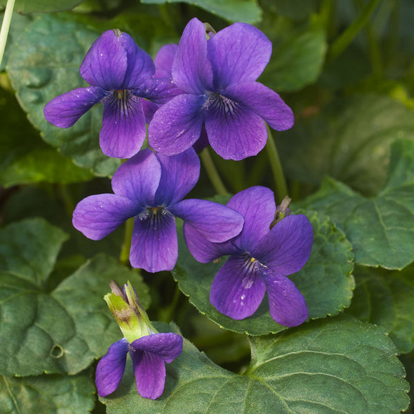 planting violets from seed Sweet Violet 'Queen Charlotte' seeds