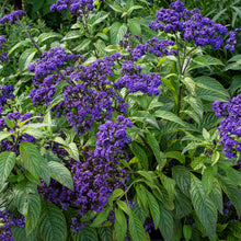 Heliotrope 'Marine'