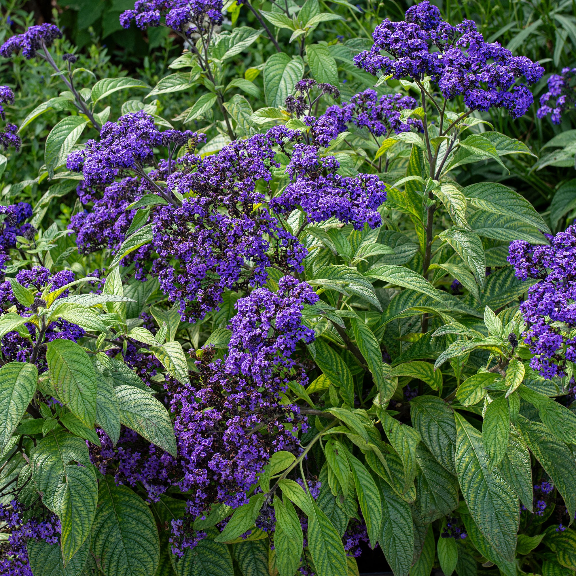 Heliotrope 'Marine'