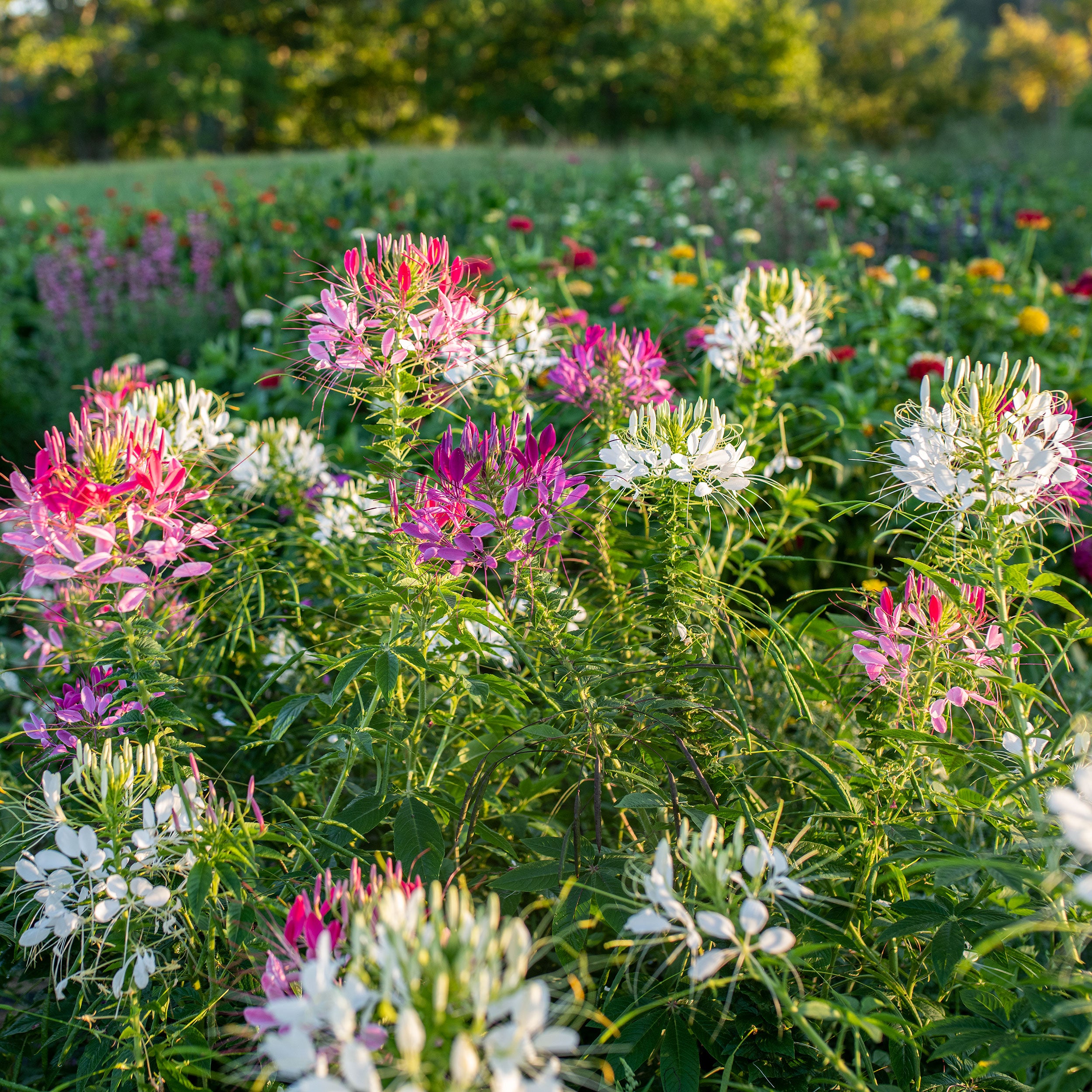 spider flower plant images Cleome 'Color Fountain'