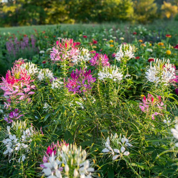 Cleome 'Color Fountain'