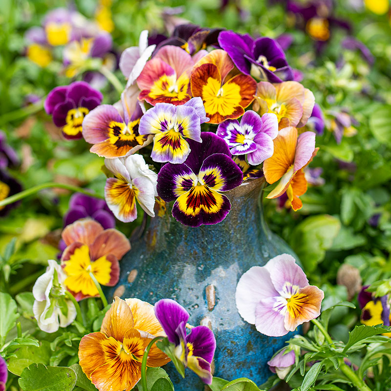 Viola 'Historic Florist Mix'