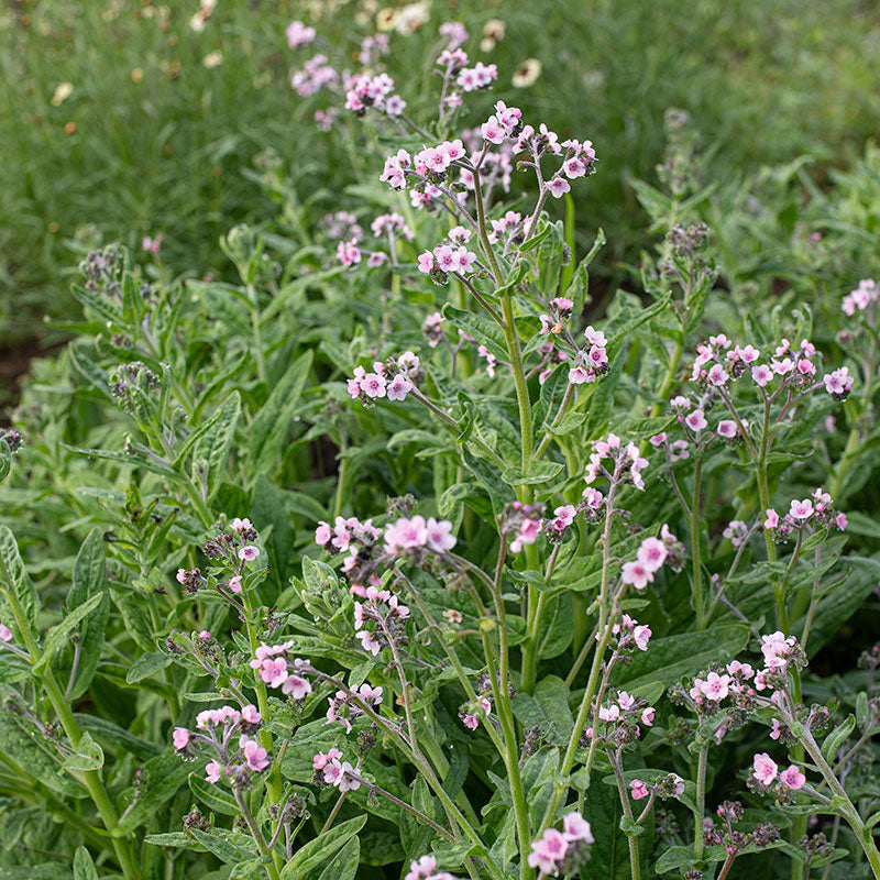 Chinese Forget Me Not 'Mystery Rose'