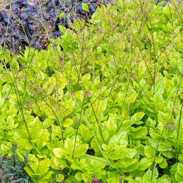 Talinum 'Kingwood Gold'