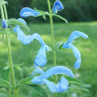 
    



Salvia - Gentian Sage 'Cambridge Blue'
