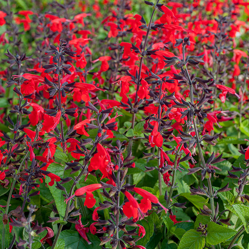 Texas Sage Salvia Hummingbird™ 'Forest Fire' plants Salvia coccinea
