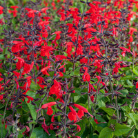 
    



Salvia - Texas Sage Hummingbird™ 'Forest Fire' 

