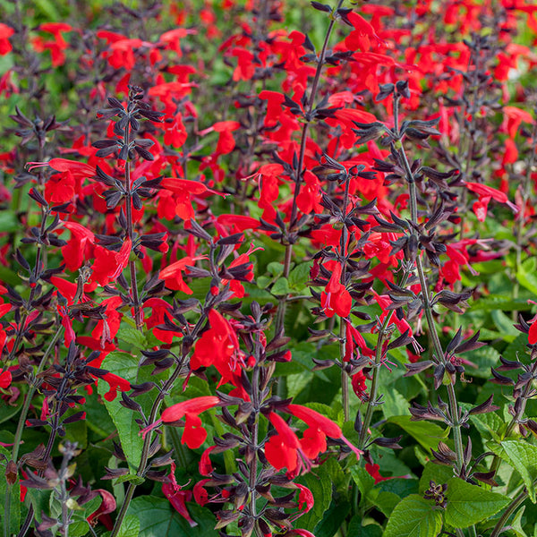 sage plant fertilizer Texas Sage Hummingbird™ 'Forest Fire' plants