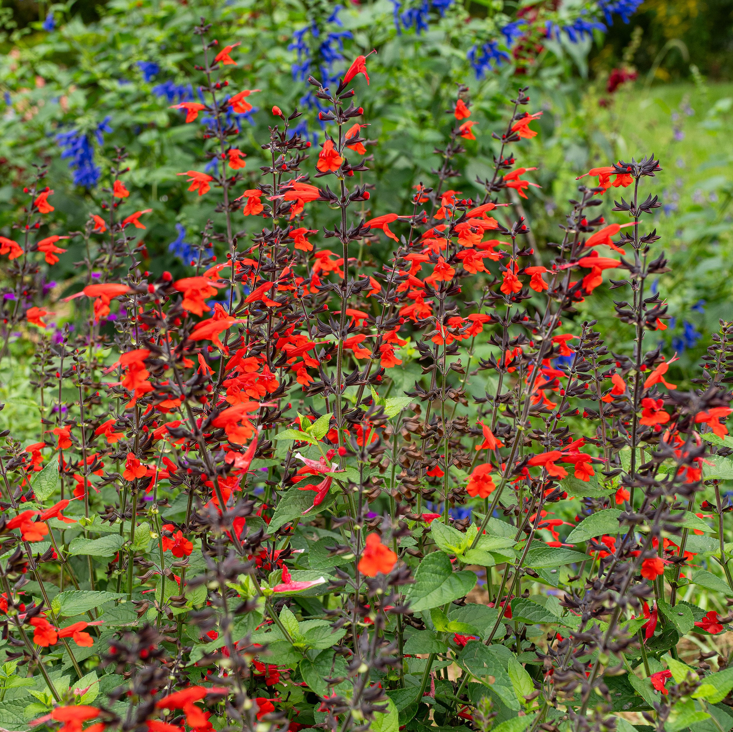 Texas Sage Hummingbird™ 'Forest Fire' seeds - Salvia coccinea