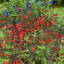 Salvia - Texas Sage Hummingbird™ 'Forest Fire' - S1