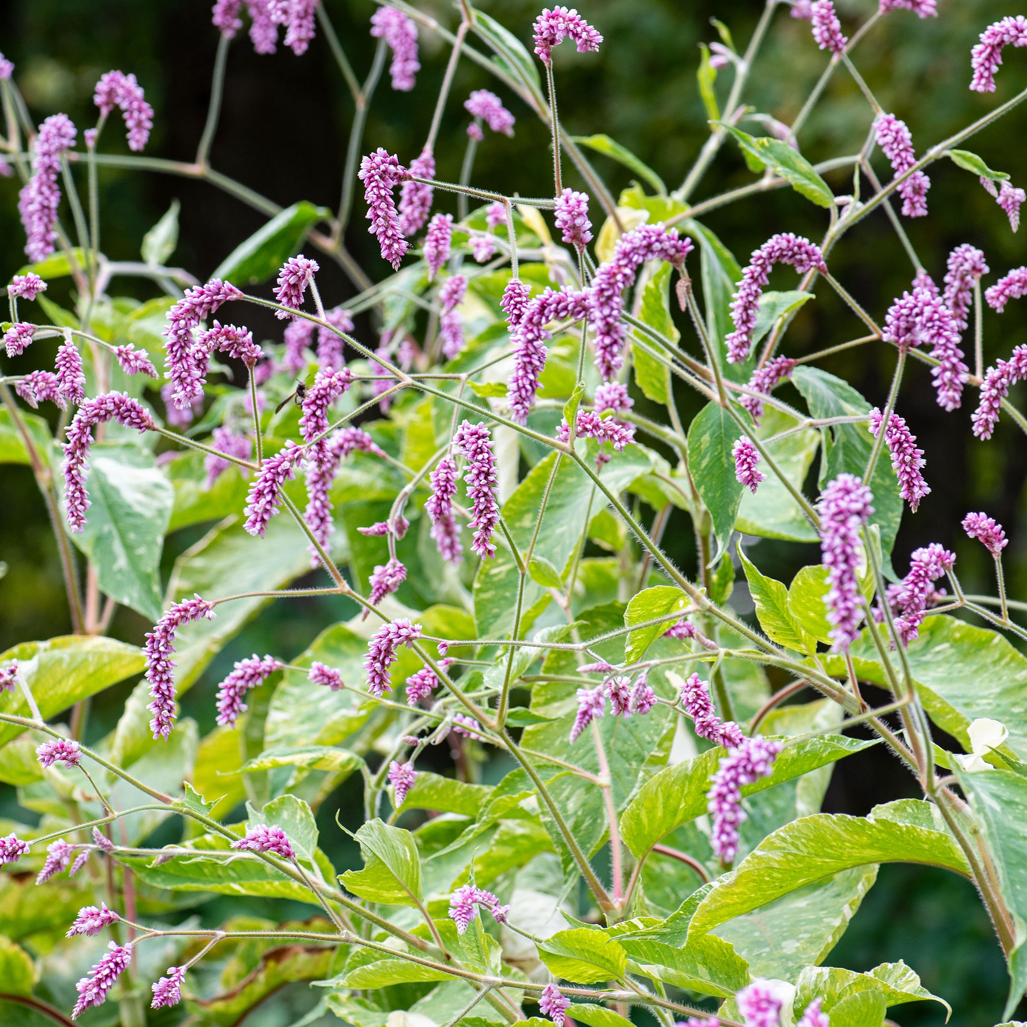 Kiss-me-over-the-garden-gate 'Variegated'