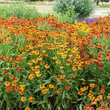 Helenium 'Moerheim Beauty' - S1