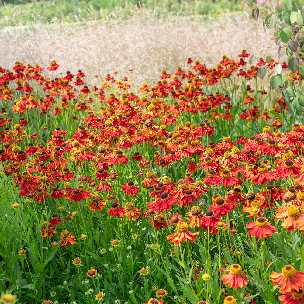 Helenium 'Moerheim Beauty' plants