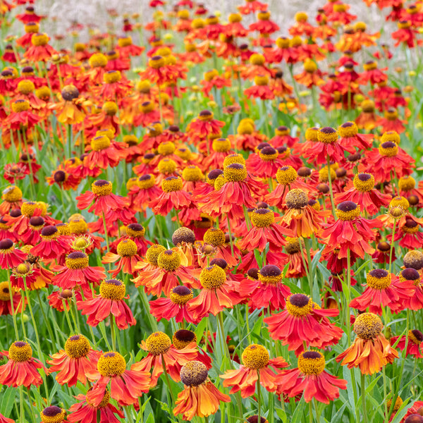 helenium flower seeds Helenium 'Moerheim Beauty' plants
