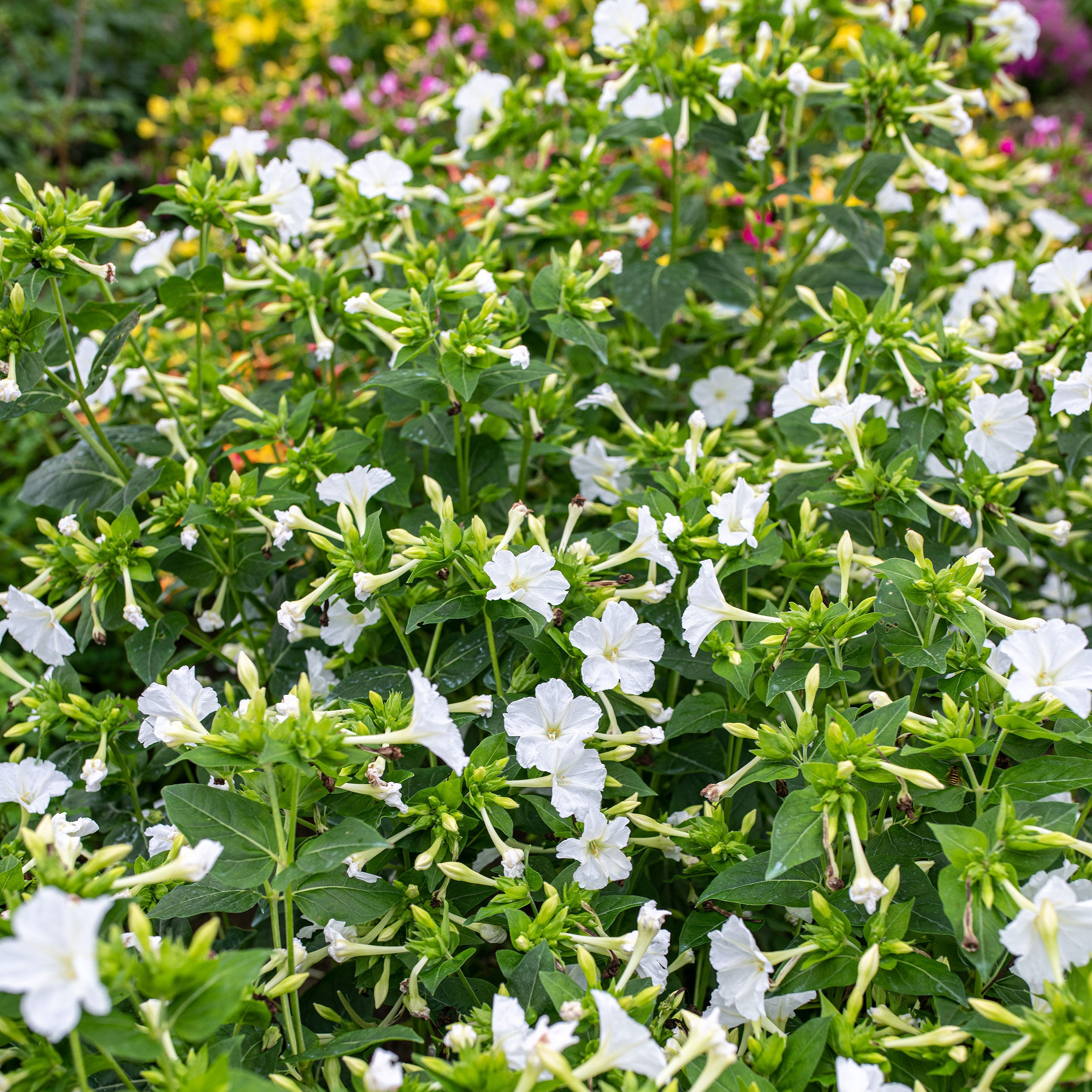Four O'Clock 'Alba' seeds - Mirabilis jalapa