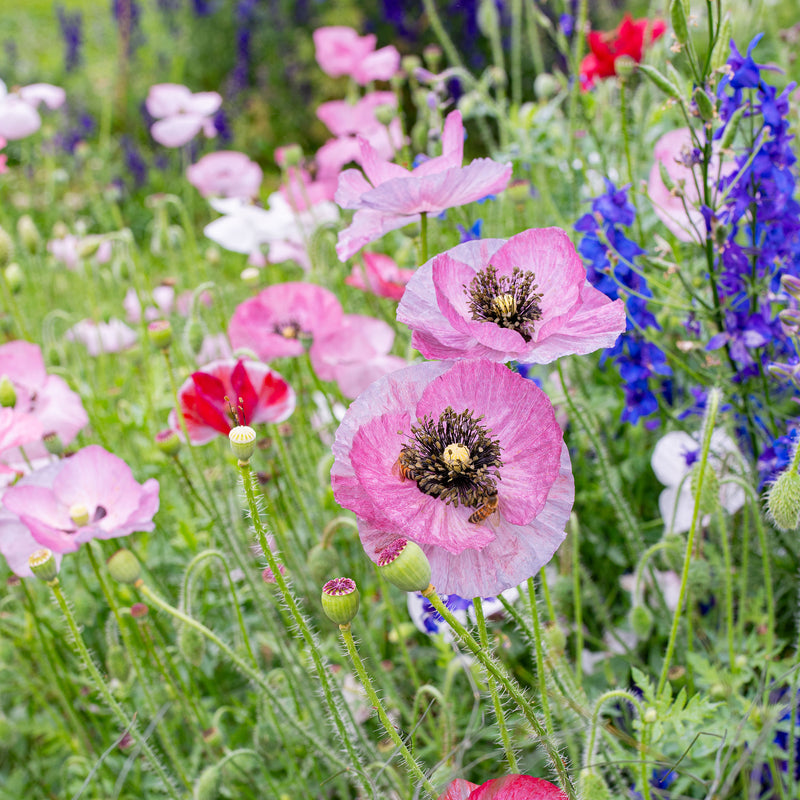 Poppy - Shirley 'Mother of Pearl'