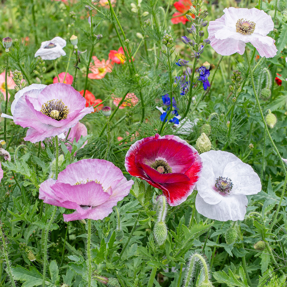 Poppy - Shirley 'Mother of Pearl'