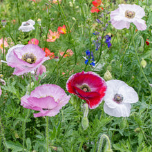 Poppy - Shirley 'Mother of Pearl'