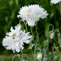 
    



Poppy 'Swansdown'
