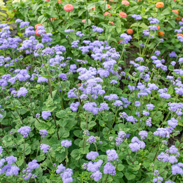 Ageratum 'Blue Horizon' F1 seeds