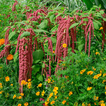Amaranth 'Coral Fountain'
