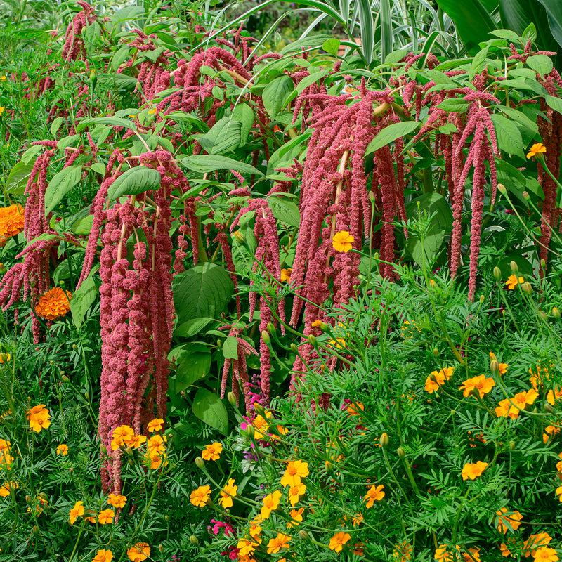 
  



Amaranth 'Coral Fountain'
