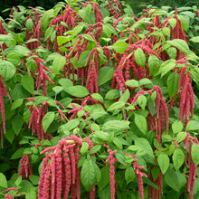 Amaranth 'Coral Fountain'