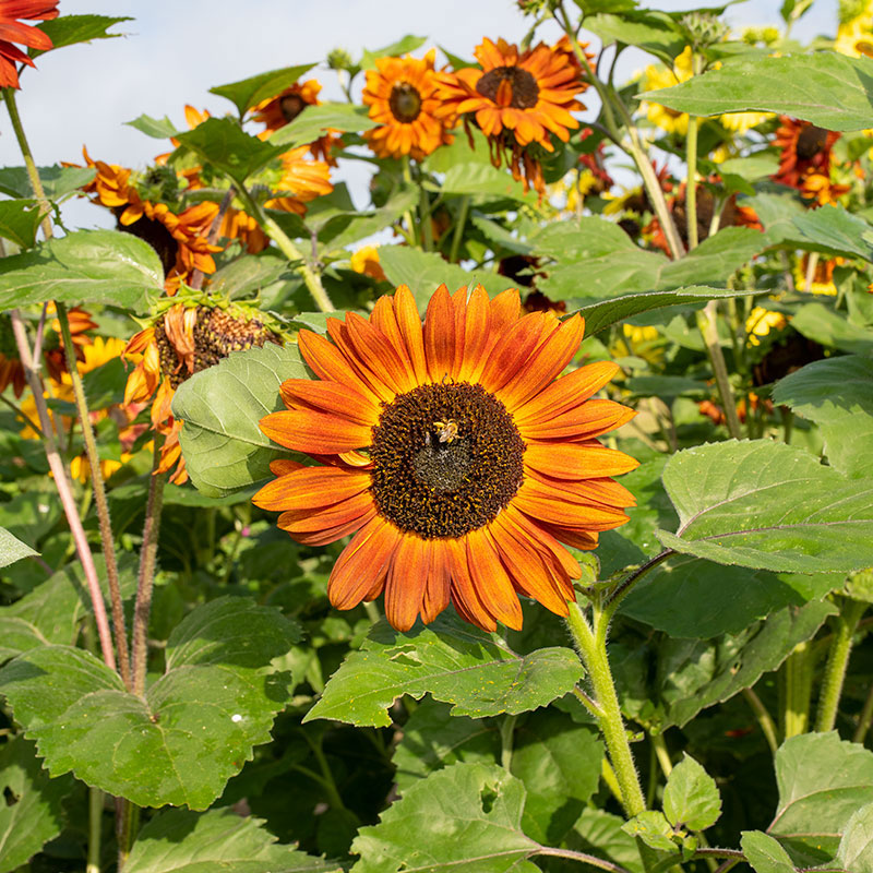 Sunflower 'Velvet Queen' Organic