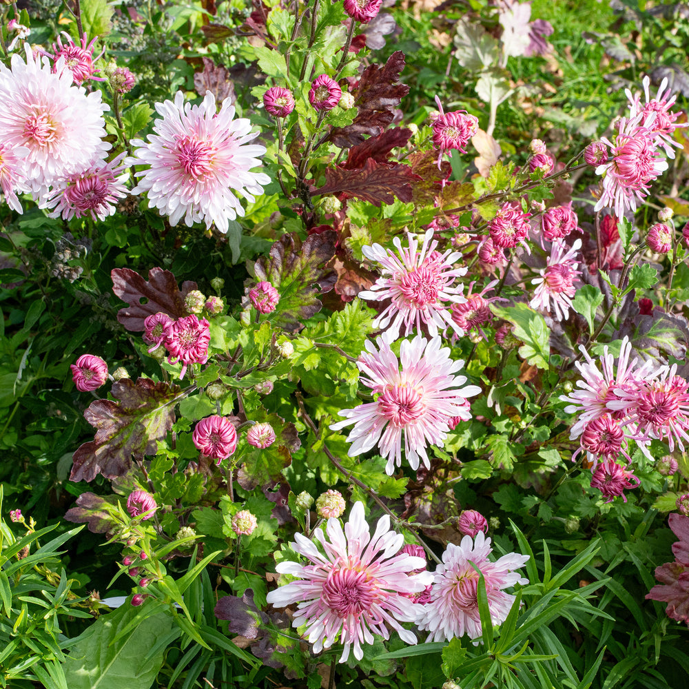 Chrysanthemum 'Emperor of China' - S1