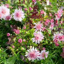 Chrysanthemum 'Emperor of China' - S1
