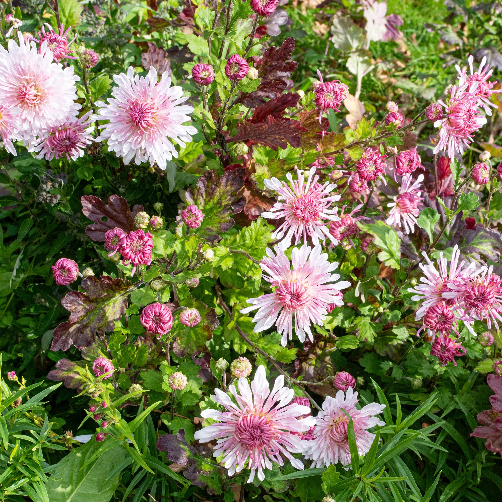 Chrysanthemum 'Emperor of China' - S1