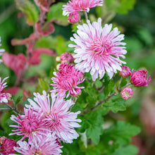 Chrysanthemum 'Emperor of China' - S1