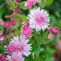 
    



Chrysanthemum 'Emperor of China' 
