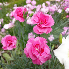 Pink 'Bat's Double Red' - S1