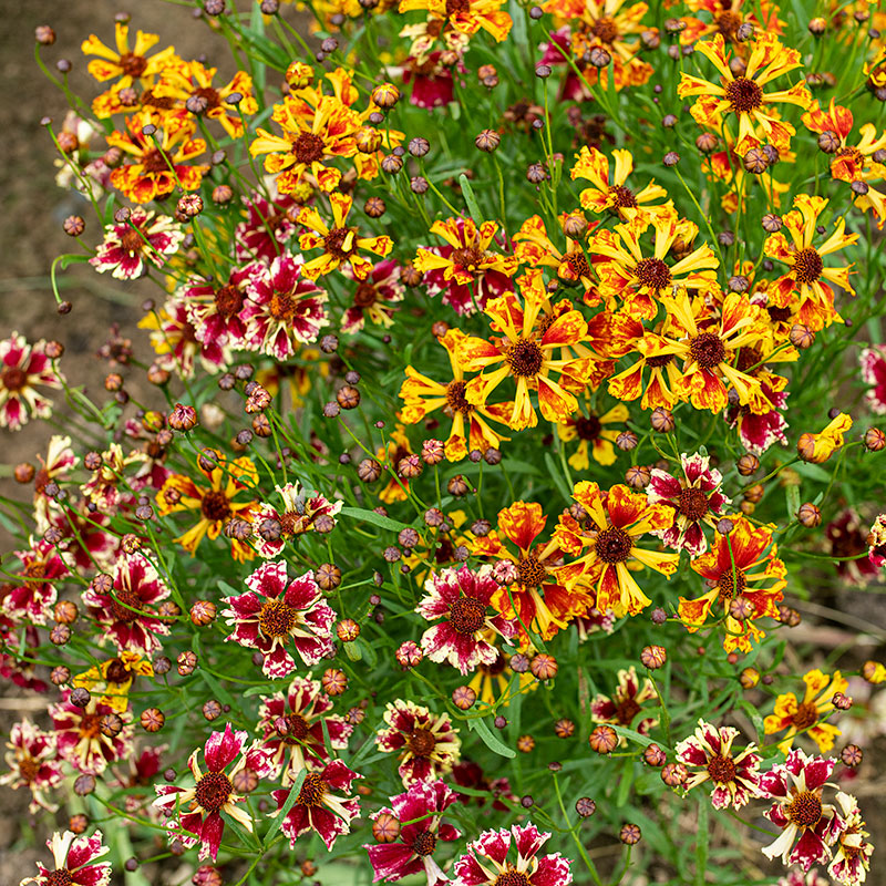 6 Pressed Dried Mahogany Marigold Flowers with Stems