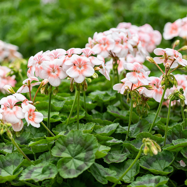 rose seed geranium Geranium 'Phlox New Life' plants