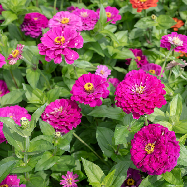 Zinnia 'Purple Prince'