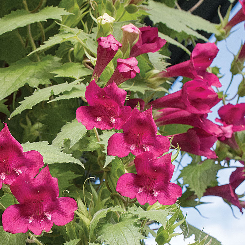 lofos plant seeds Asarina 'Wine Red' plants